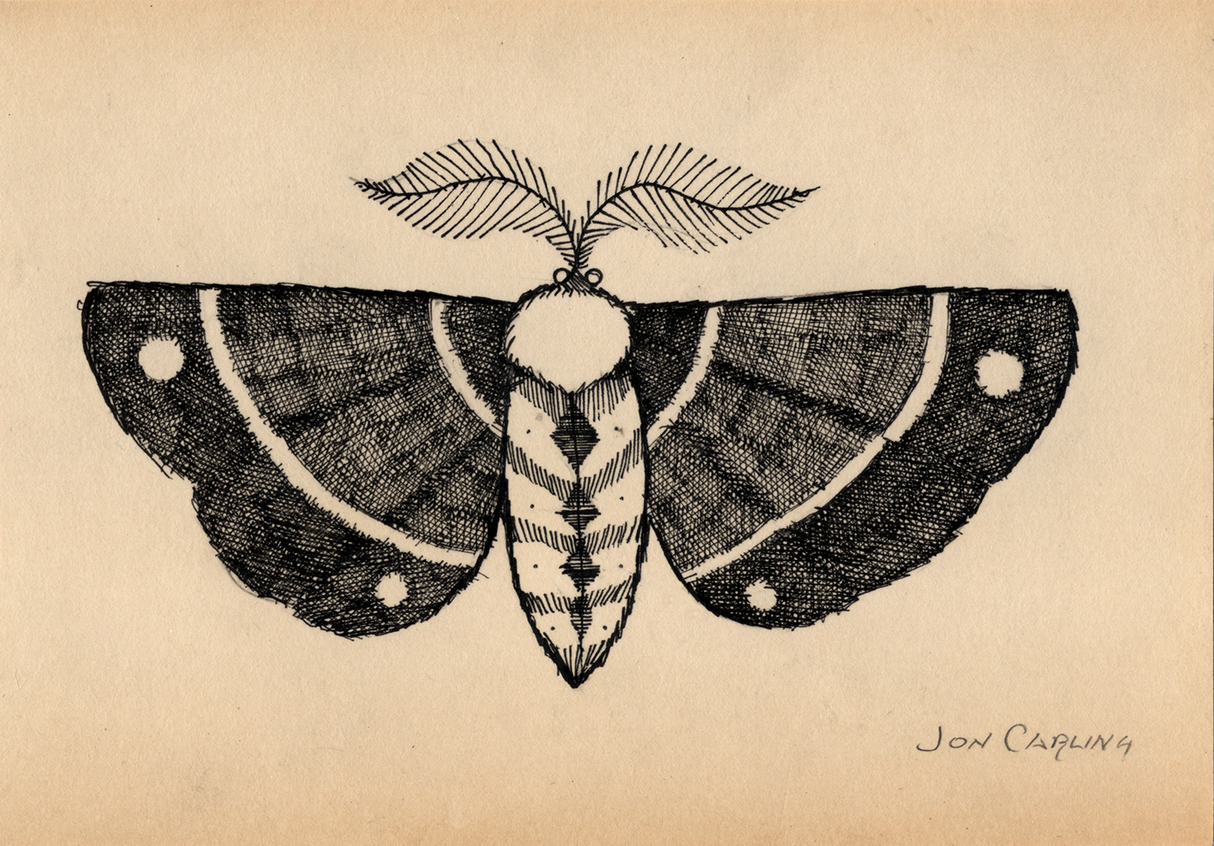 Jon Carling / Art / Drawing / Moth