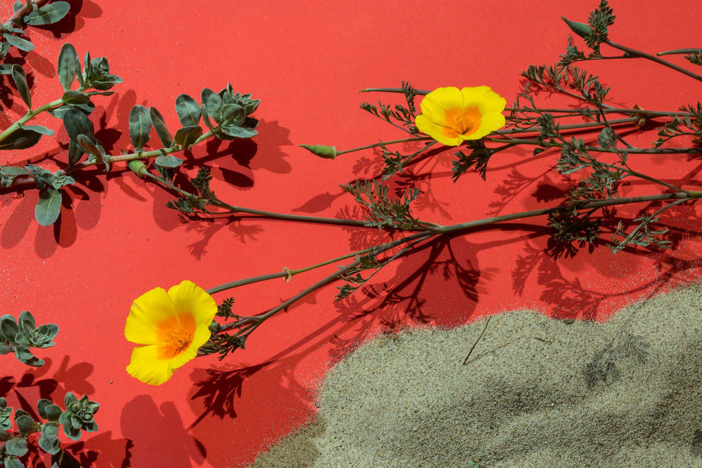 Create bold contrast with landscape photography. A surrealist study of perspective and angles in Amanda Rowan's Beach Flowers.