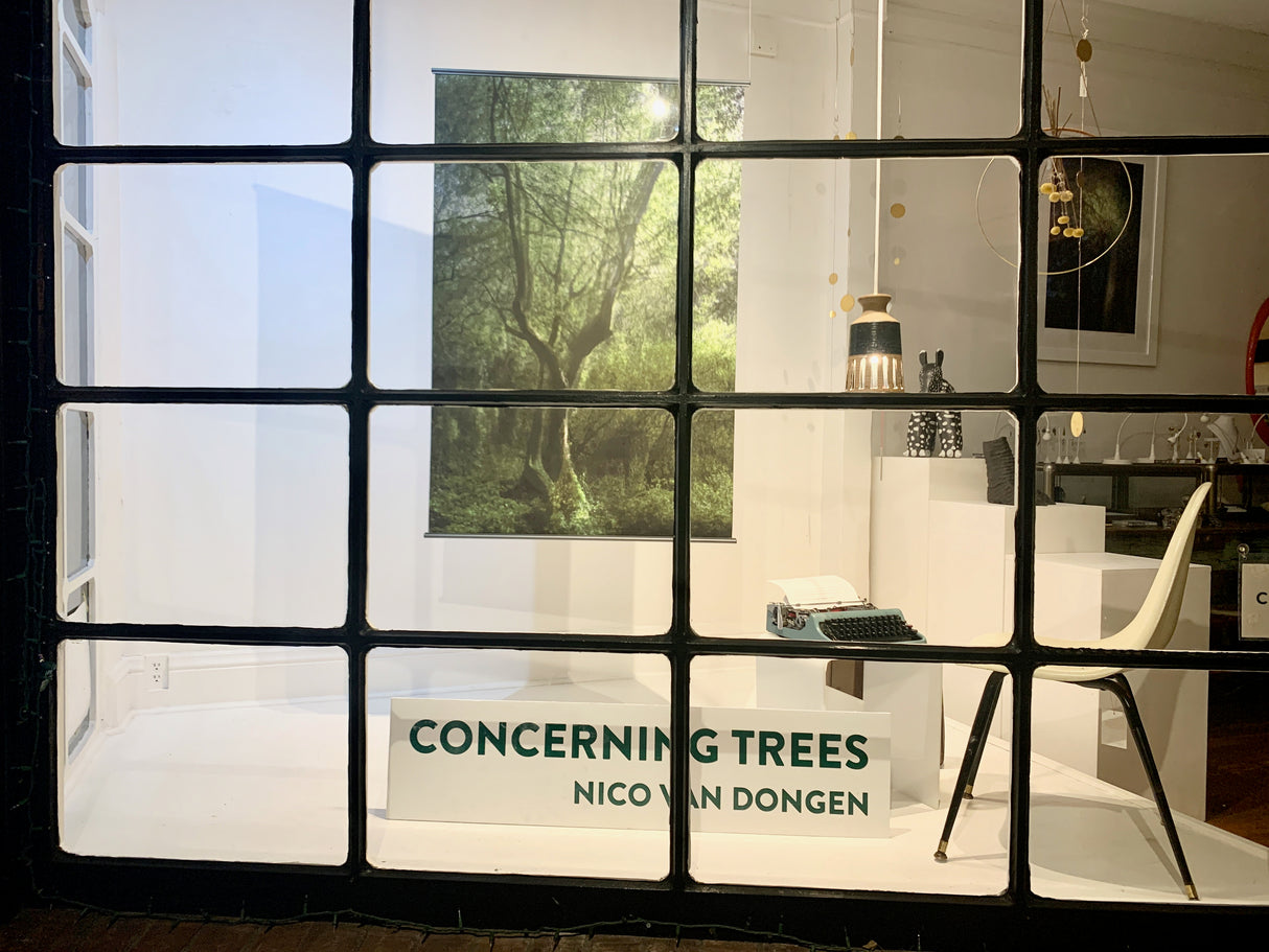 3 foot by 2 foot oversized photograph of Fork Tree from the Concerning Trees photographic series taken in Golden Gate Park by Nico Van Dongen.