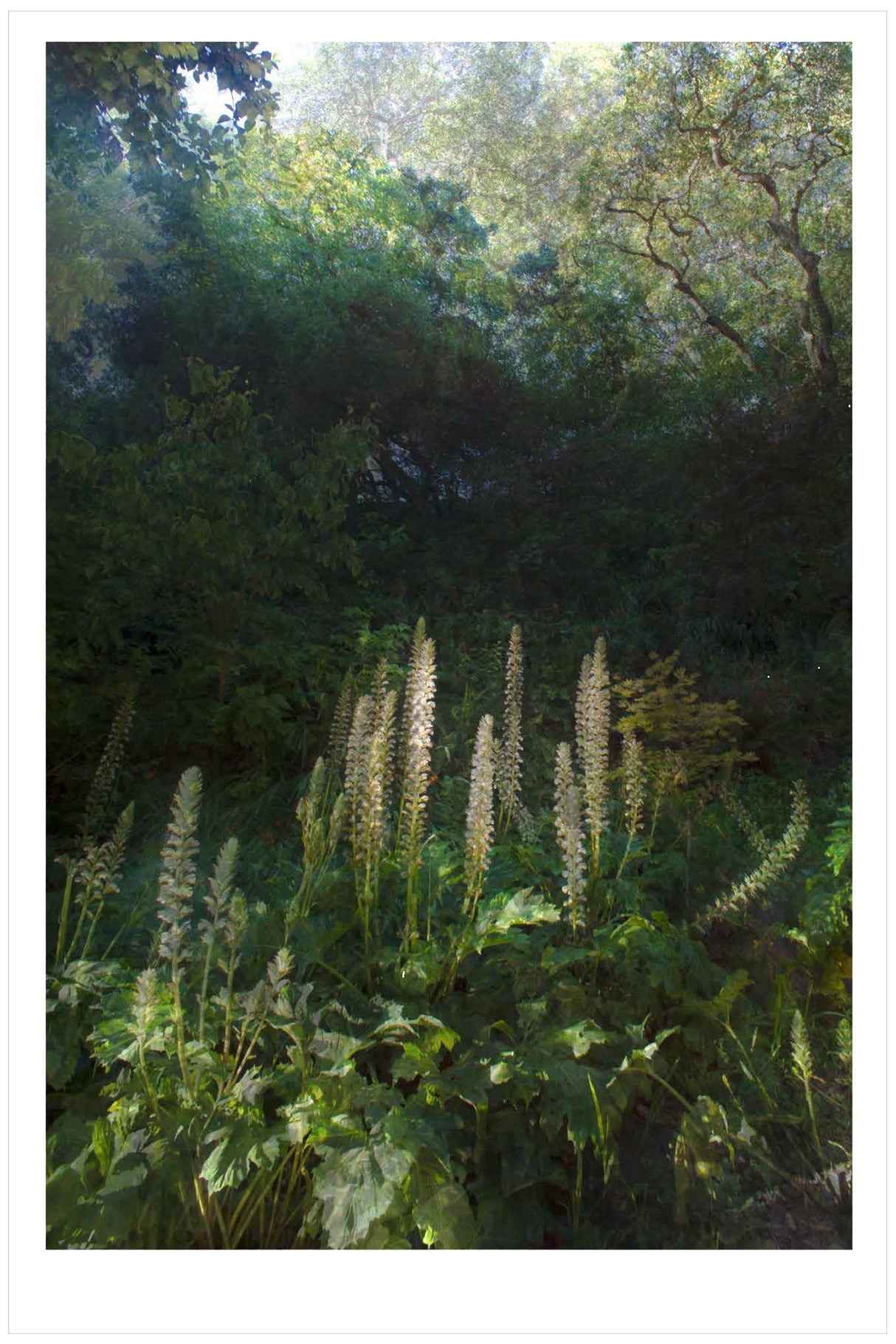 Nico van Dongen Feather Light Unframed