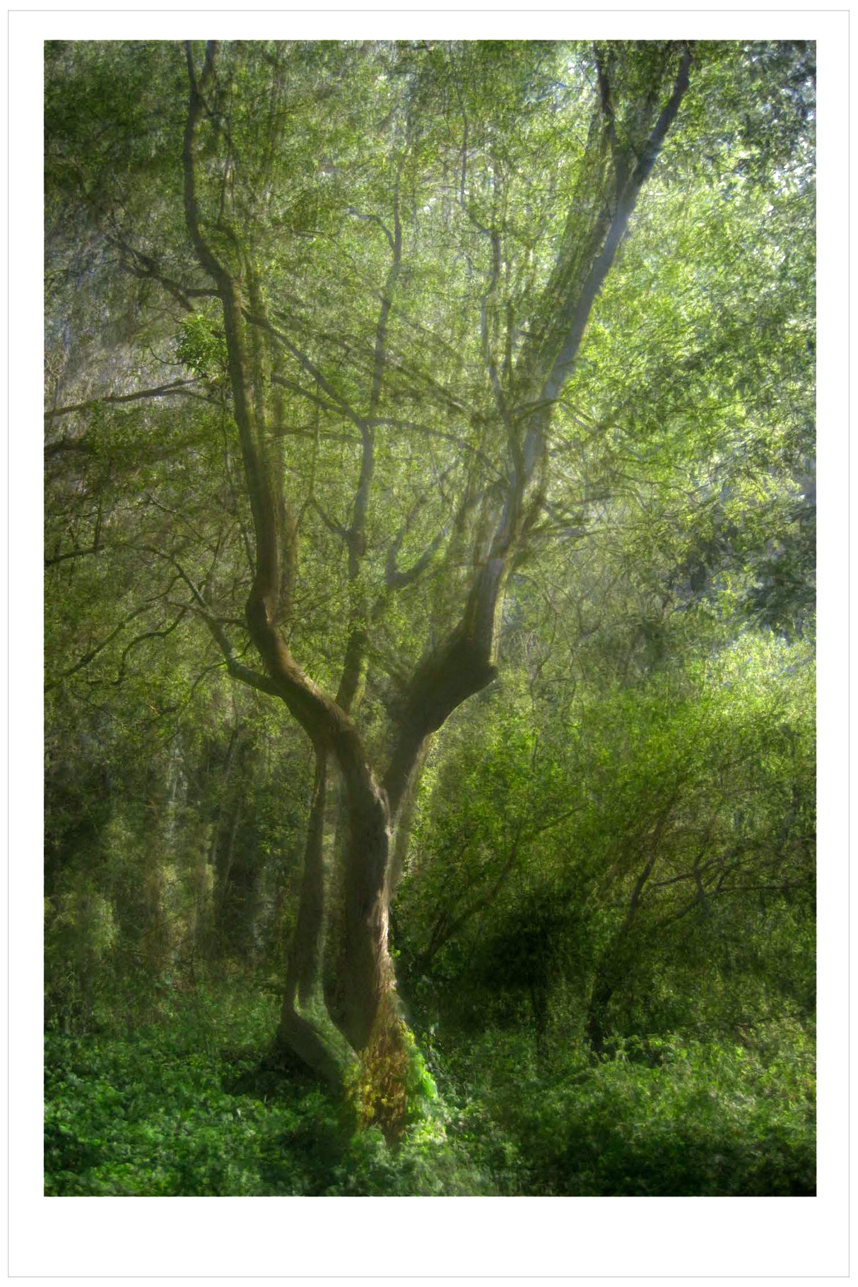 Nico van Dongen Fork Tree Unframed