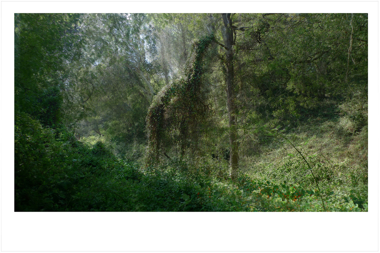 Nico van Dongen Horse in Forest unframed