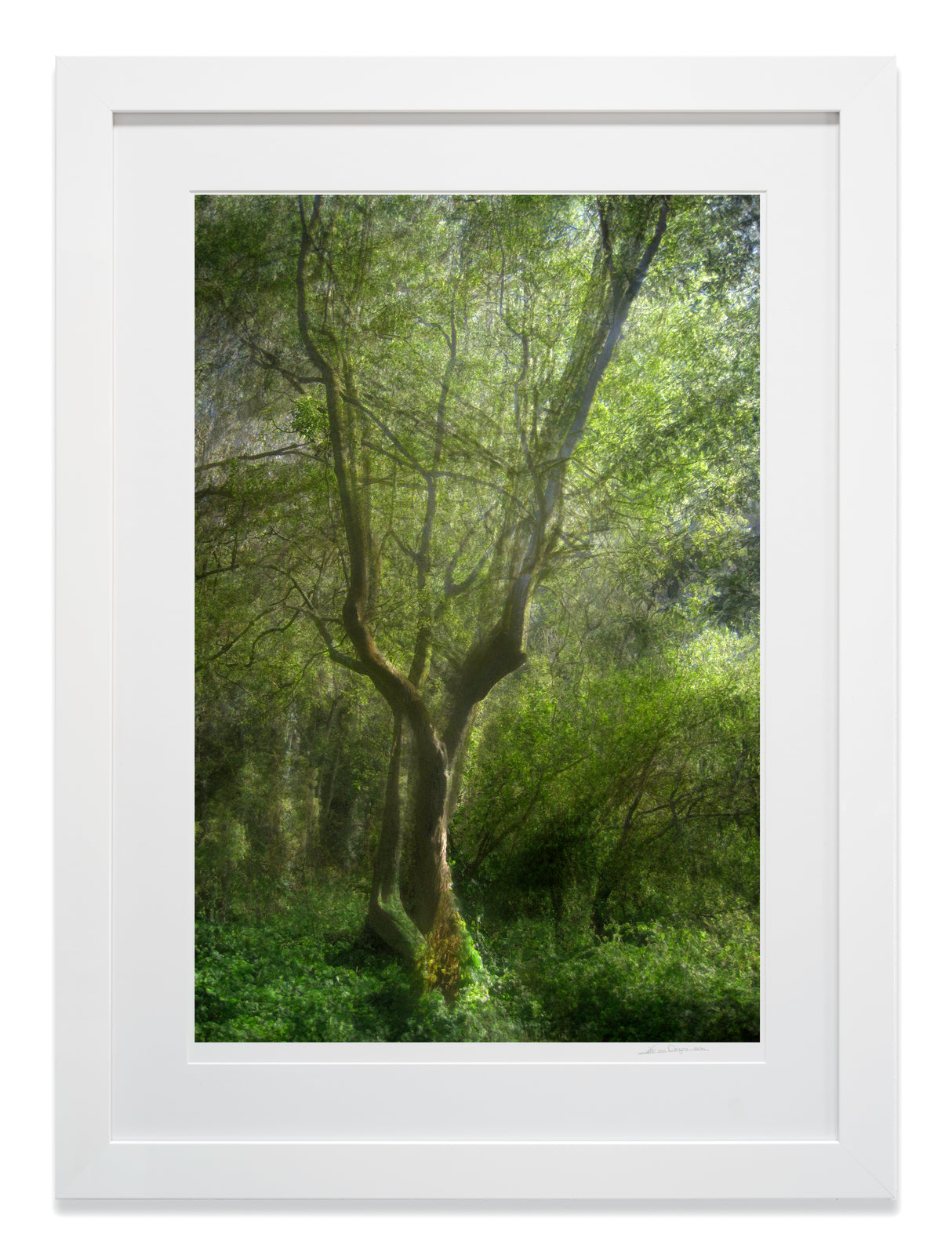 Fork Tree framed in high gloss white wood with museum glass