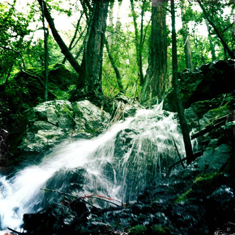 3 Hikes on Mt Tam Near Mill Valley and Kentfield