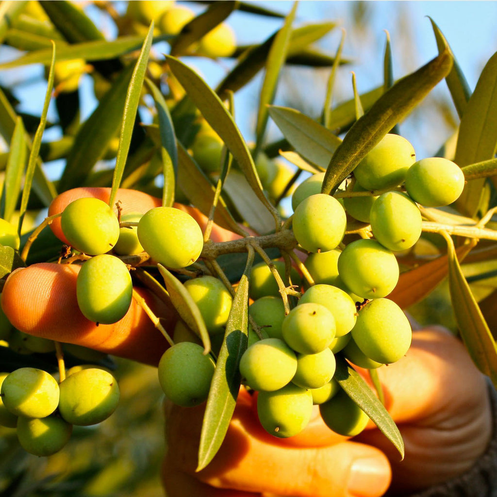 Amphora Nueva requires their farms to go from pick to press within 4 hours to ensure the freshest olive oil