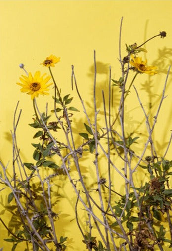 Create bold contrast with landscape photography. A surrealist study of perspective and angles in Amanda Rowan's Yellow Daisy.