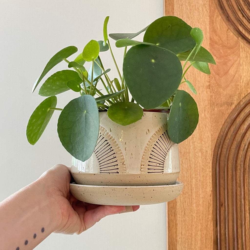 Julems / Ceramics / Planters / 4.5 inch / Double Rays
