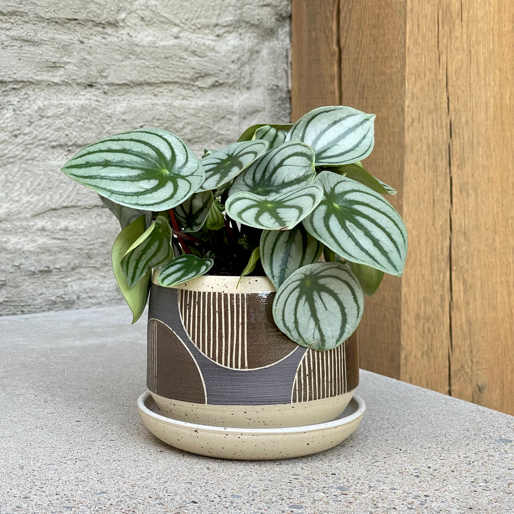 Wheel thrown planter by Julems Ceramics, made from a light speckled stoneware clay and glazed in white on the inside. Hand decorated in a repeating ‘Half Striped Scallop’ pattern using the sgraffito technique, where lines are hand carved through a layer of darker clay slip.The scallop shapes are then glazed with a transparent glaze, while the background is left unglazed.