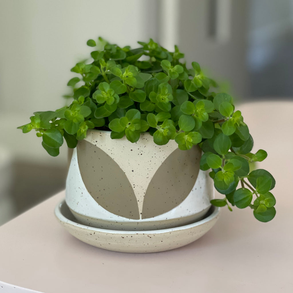 Handmade planter, made from a light speckled stoneware clay and glazed in white. Hand decorated in a ‘Solid Leaf’ pattern using green underglaze on exposed clay. Photographed in olive green with a plant (not included)