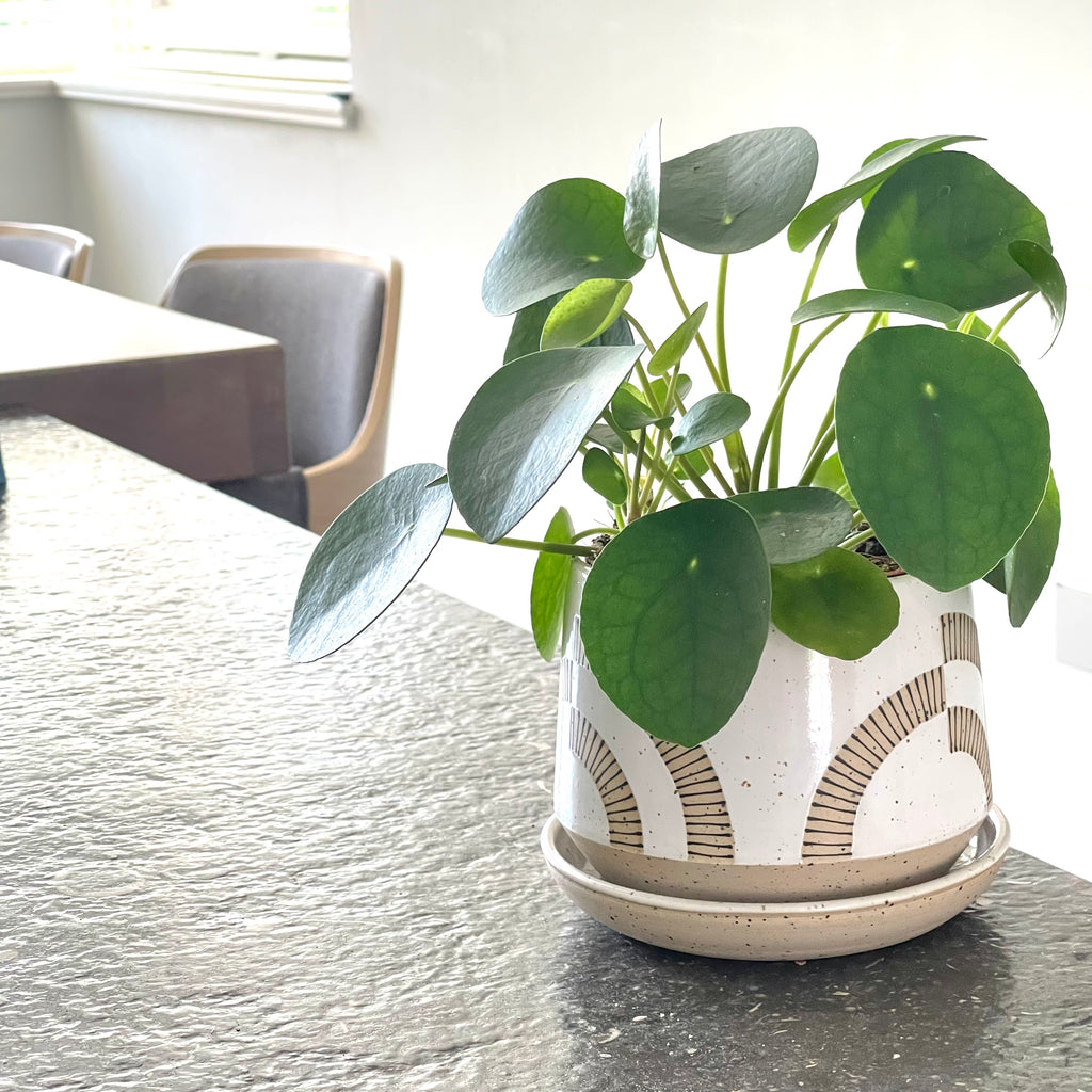 Scandinavian influenced design in this arch decorated planter for your home office. 