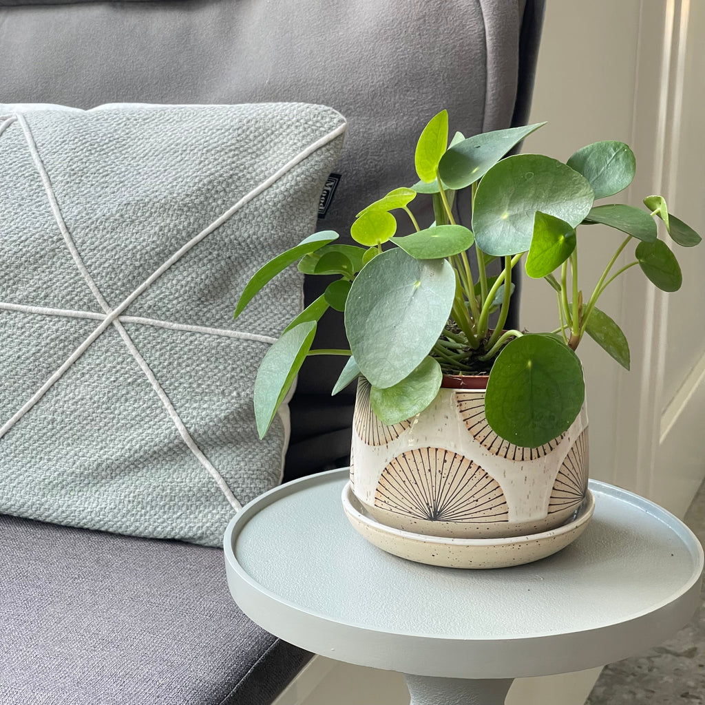 Julems wheel thrown 4.5" planters create mix and match delight with their geometric designs and fresh style. Shown with money plant and saucer. Saucer sold separately. Money plant not included. 