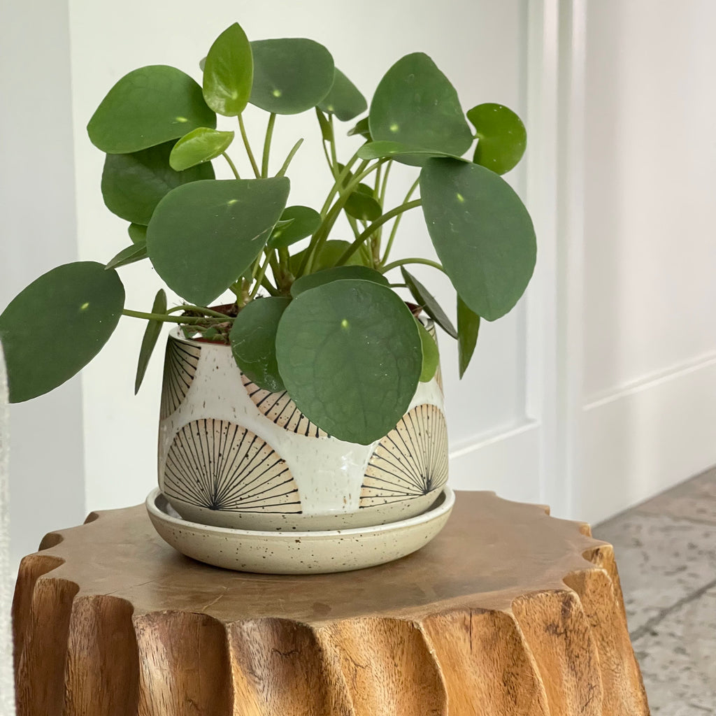Julems wheel thrown 4.5" planters create mix and match delight with their geometric designs and fresh style, like this radial lines sun rays pattern.