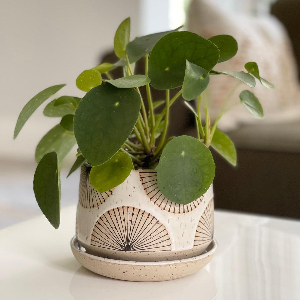Julems handmade planter, made from a light speckled stoneware clay and glazed in off-white. Hand decorated in a repeating ‘Radial Lines’ pattern using black underglaze on exposed clay.