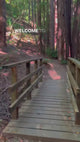 Poet and the Bench / Atmosphere / Candle / Forest Bath Mill Valley
