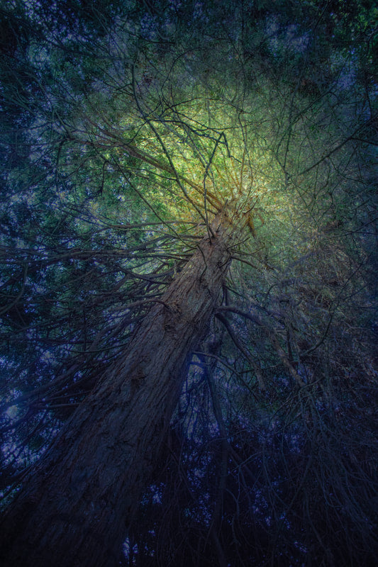 Fine Art Photography of  "Catching High Light", a tree in Golden Gate Park. The result of a six-week photographic exploration by artist and educator Nico van Dongen