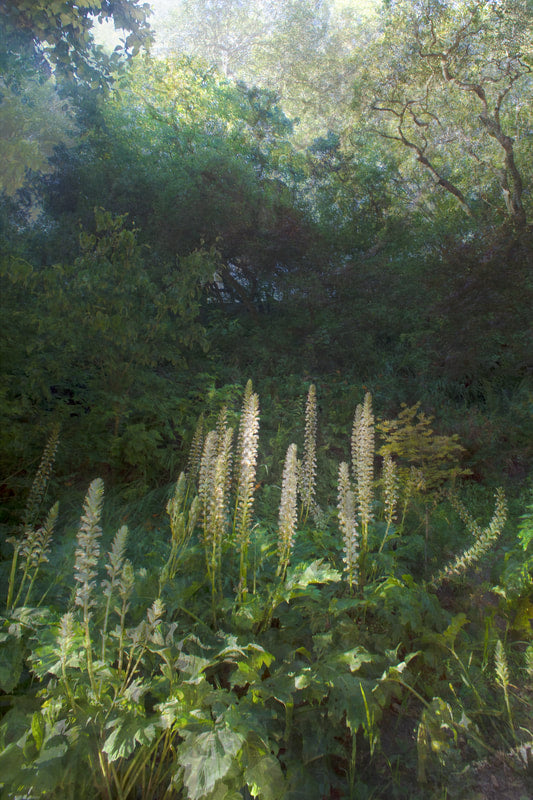 Feather Light photograph of a vista in Golden Gate Park is the result of hours of production work combining multiple exposures and layering as one image–with evocative results by Nico van Dongen