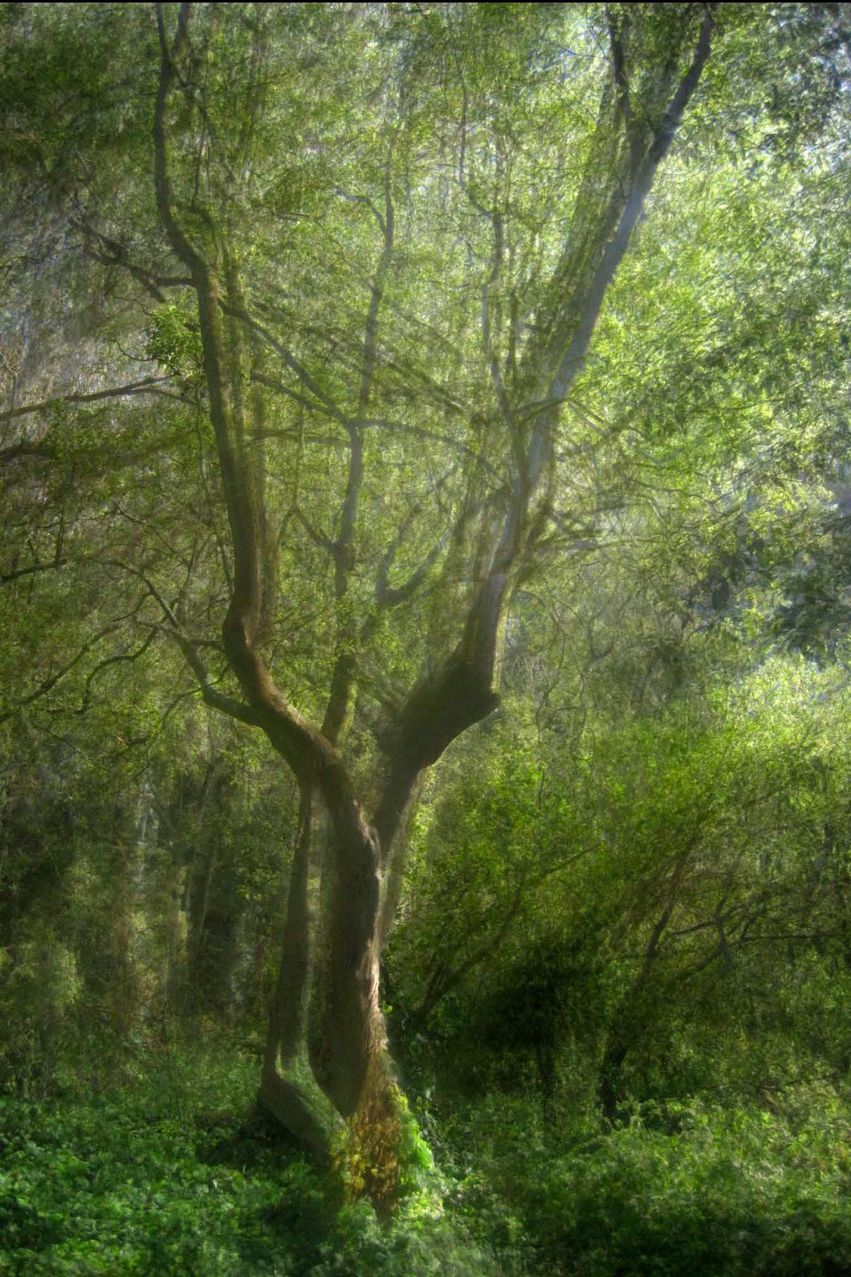 Fine Art Photography of  "Fork Tree", the result of a six-week photographic exploration by Nico van Dongen who spent hours laying images to achieve the evocative result.