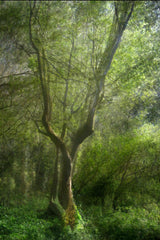 Fine Art Photography of  "Fork Tree", the result of a six-week photographic exploration by Nico van Dongen who spent hours laying images to achieve the evocative result.