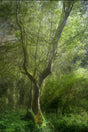 Fine Art Photography of  "Fork Tree", the result of a six-week photographic exploration by Nico van Dongen who spent hours laying images to achieve the evocative result.