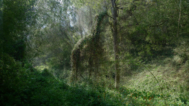 Ethereal and inviting images that beckon you to step inside the magic and fantasy. "Horse in Forest" is the result of a six-week photographic exploration of trees and vistas in Golden Gate Park in San Francisco by artist and educator Nico van Dongen. 